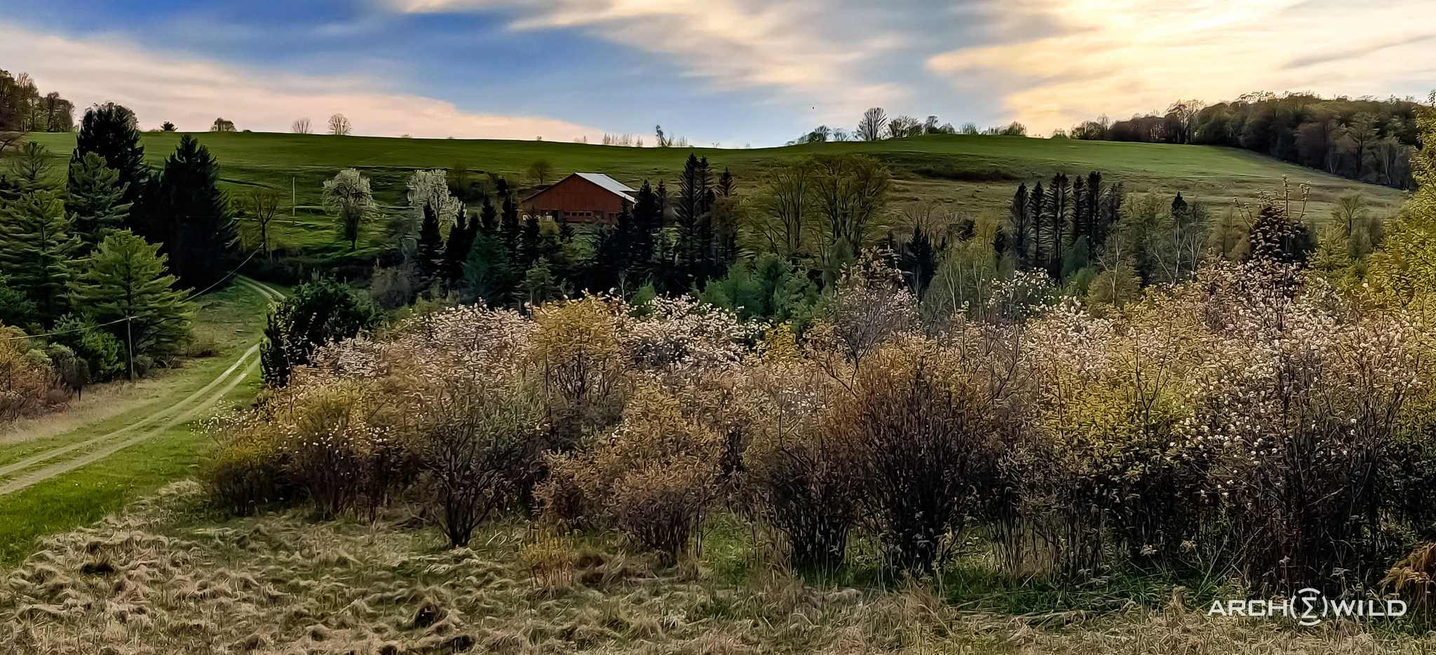 Get Your ArcheWild American Chestnut - ArcheWild - Architects of Wild Spaces