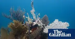 Florida in race to rescue coral bleached by record ocean heat