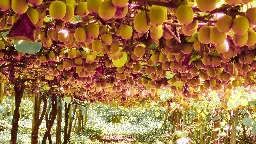 How to Cultivate Millions of Kiwi Fruit in New Zealand - Kiwi Fruit Farming and Harvest