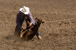 THE ANIMAL PROTECTION PARTY OF CANADA DENOUNCES “CRUELTY AS ENTERTAINMENT” AT THE CALGARY STAMPEDE - Animal Protection Party Of Canada