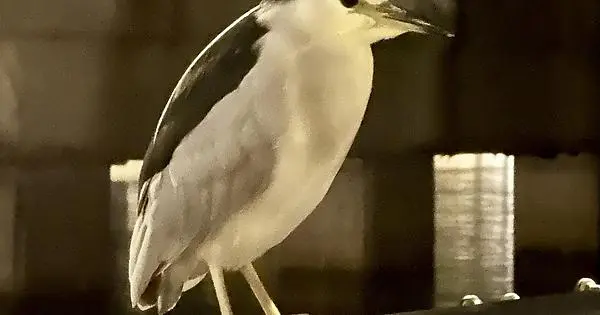 Herons - Black-Crowned Night &amp; Great Blue