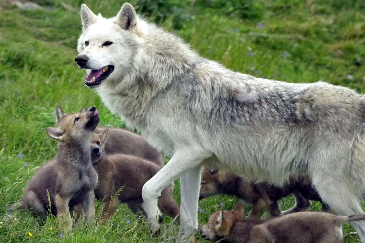 Reintroducing wolves could expand woodland areas and reduce CO2 – study