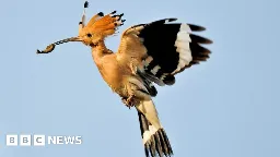 'Stunning' rare bird spotted at Foulridge reservoir