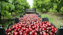 Which US State Produces The Most Cherries? - Tasting Table