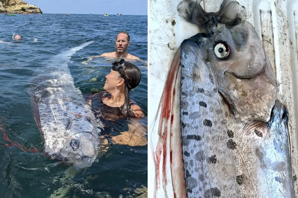 ‘Harbinger of doom’ oarfish found floating off California coast two days before earthquake struck