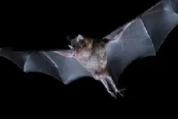Neurobiology: How bats distinguish different sounds