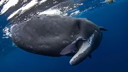 Sperm whales drop giant poop bombs to save themselves from orca attack