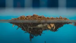 Watch 5,000 fire ants create raft with their bodies to save colony and queen from death by swimming pool