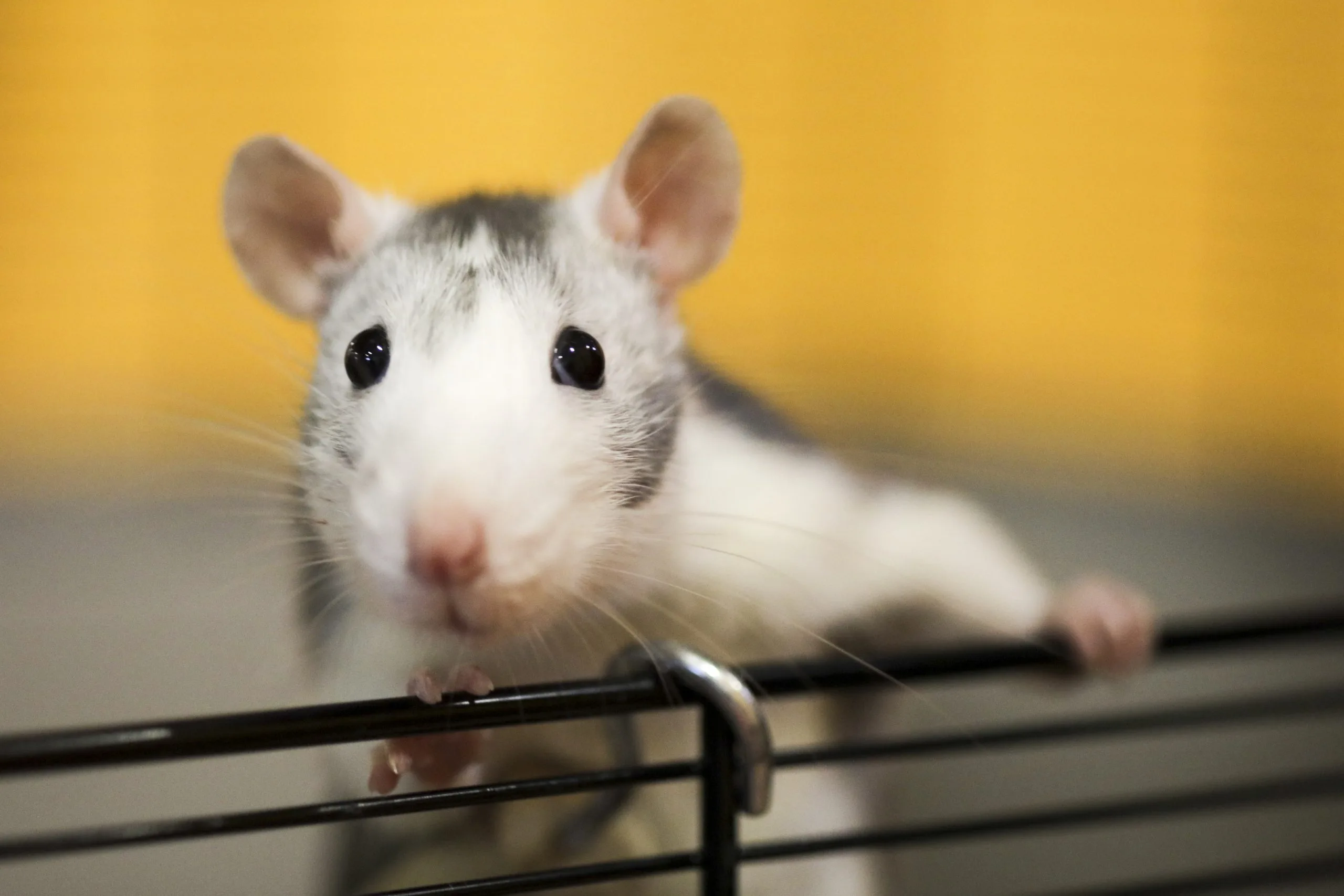 Scientists aghast at bizarre AI rat with huge genitals in peer-reviewed article