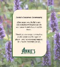 Annie's Annuals & Perennials | Annie's Annuals and Perennials