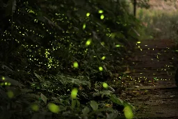 New research shines a light on Sri Lanka fireflies