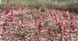 Tiny flowers on the AZT