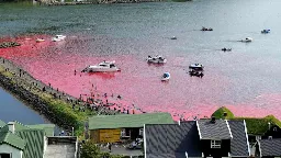 Cruise line apologizes after dozens of whales slaughtered in front of passengers