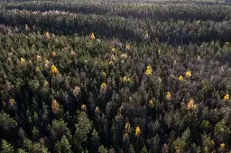 Scientists Warn against Treating Forests as Carbon Commodities