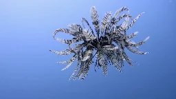Rare Moment Feather Star Is Caught Swimming