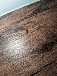 Is it possible for someone to identify this insect based on two of its legs? South East Texas. Only have the legs be cause my cat ate the rest.