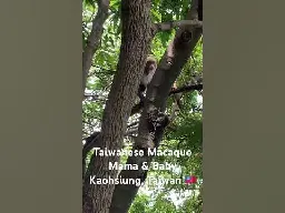 Taiwanese Macaque- Mama &amp; Baby Climbing - #taiwan 🇹🇼