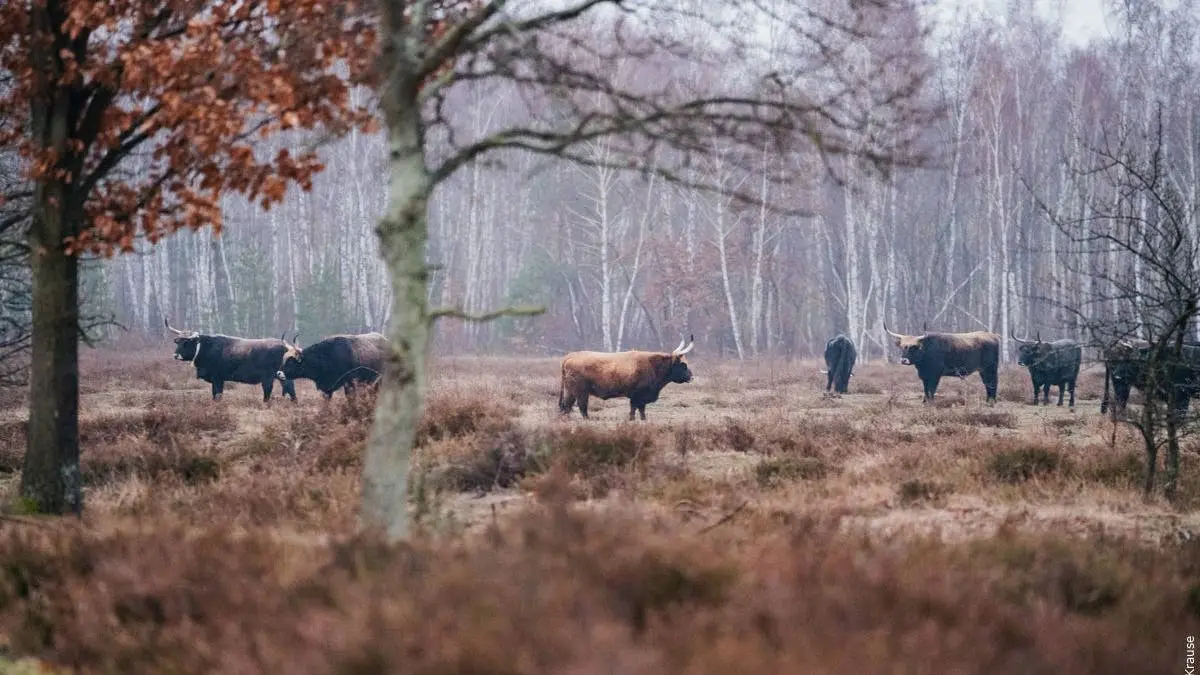 Die Oranienbaumer Heide: Unterwegs auf wilden Pfaden