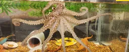 Octopus Arms Are Controlled by a Nervous System That's Like No Other