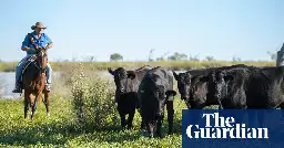 Australian trial of seaweed cow feed fails to achieve hoped-for methane cuts