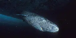 ANCIENT MARINER: The Greenland shark’s slow swim through deep time — and into possible extinction