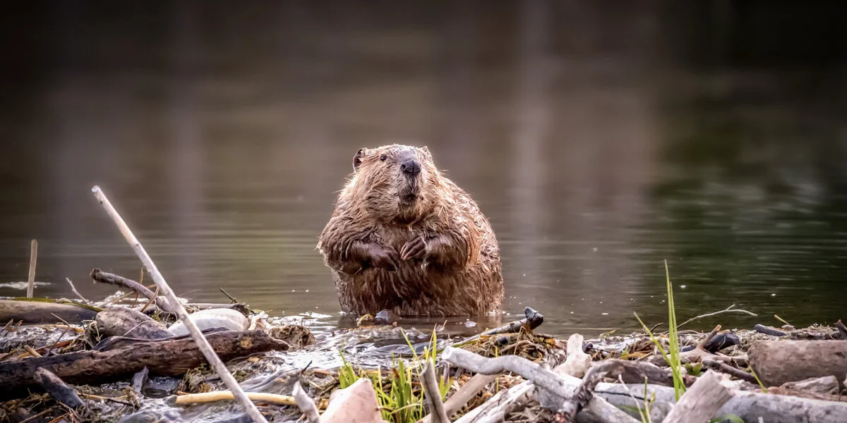 Government Scraps Construction Project After Beavers Finish The Job Themselves