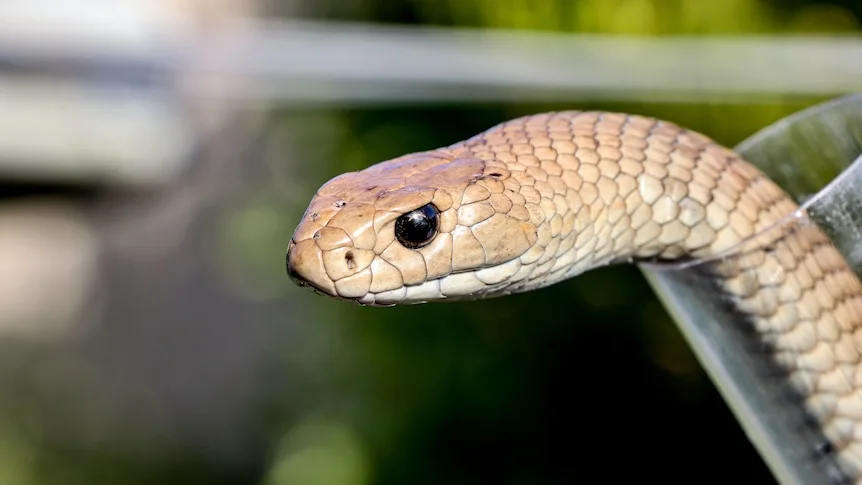 Man dies from snake bite after trying to uncoil it from friend's leg