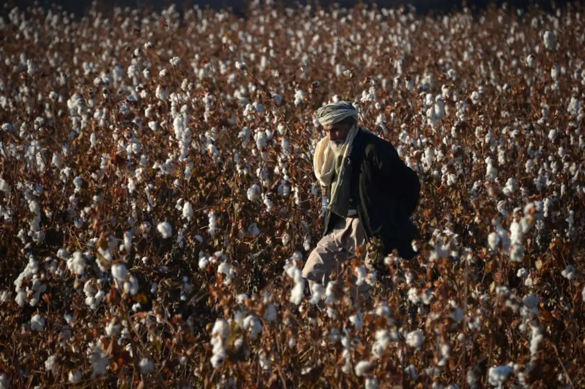 Modern cotton slaves in 18 countries work for large textile companies and many are children