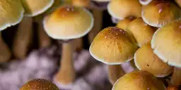 The science of magic mushrooms: Fascinating findings from 7 new studies of psilocybin