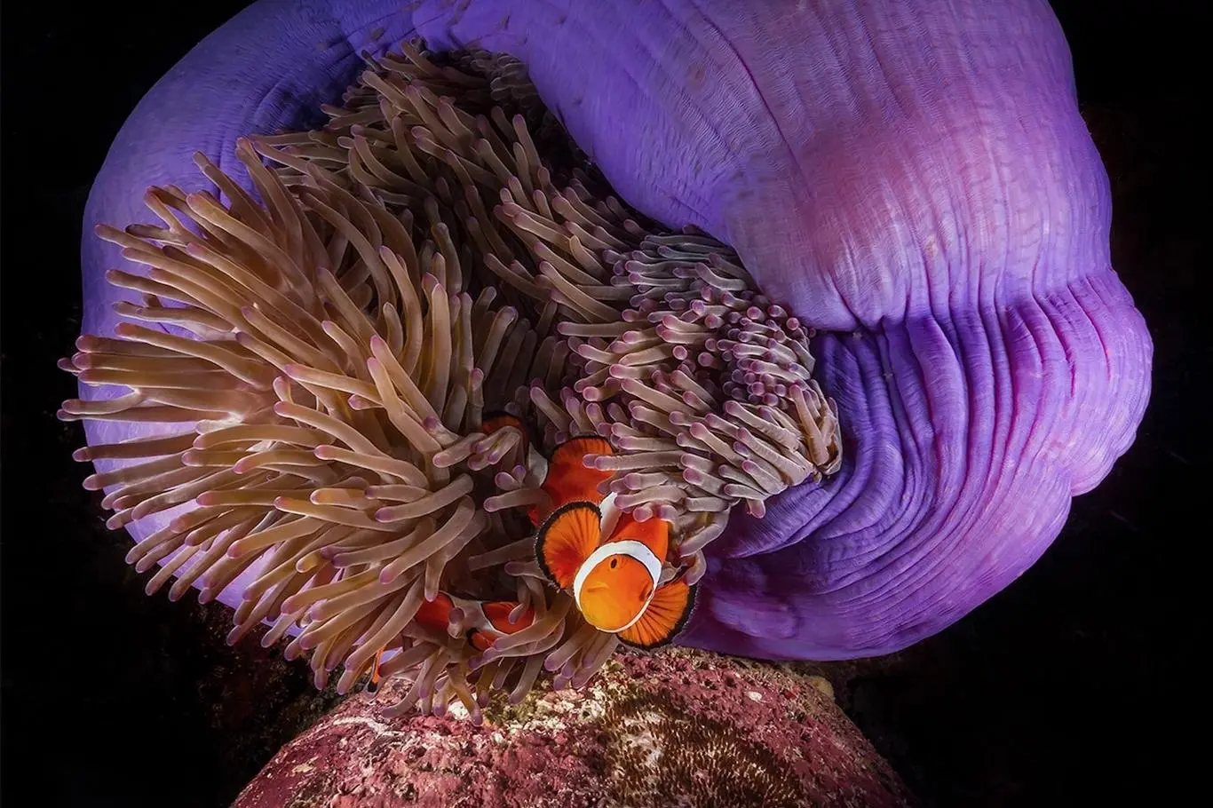 National Geographic | Zkušená fotografka prozrazuje, jak zachytit tajemný život pod mořskou hladinou