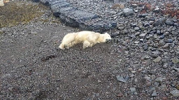 A rare polar bear showed up on the shores of Iceland. Police shot it