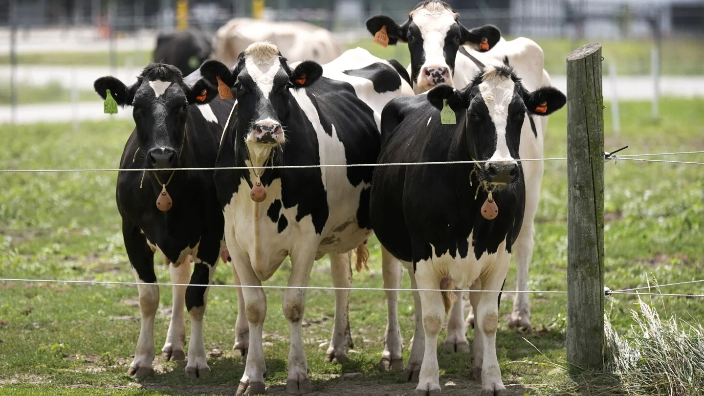 Second type of bird flu detected in US dairy cows