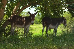 Couple of asses. [OC]