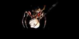 City light pollution is shrinking spiders’ brains