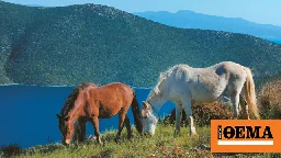 Το μυστήριο της Θεσσαλίας - Πώς εξαφανίστηκαν 60 άγρια άλογα από την περιοχή της Καρδίτσας