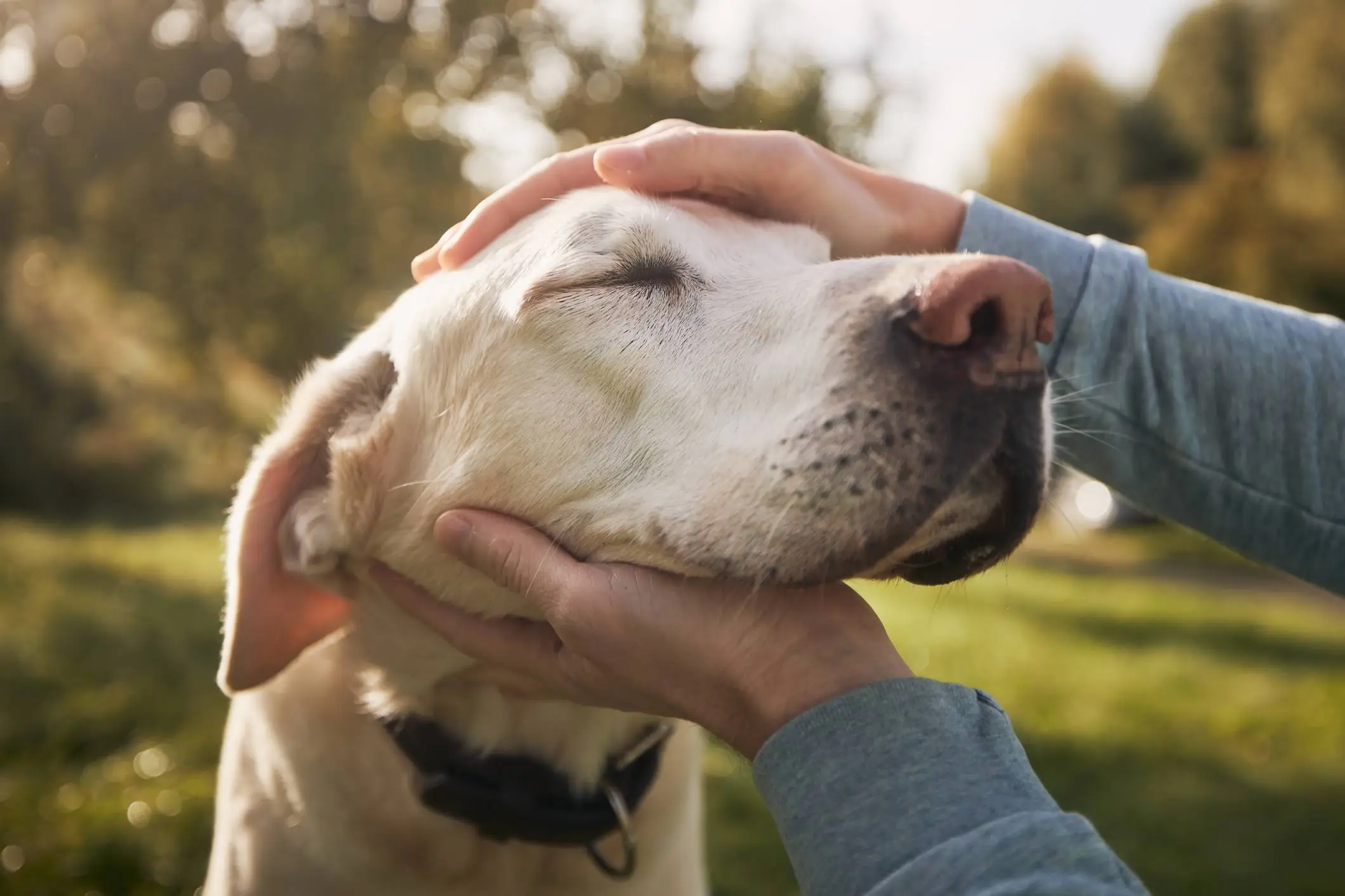 Dog Aging Project Receives $7 Million NIH Grant To Expand Clinical Trial Of Anti-Aging Drug