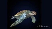 Sea Turtle