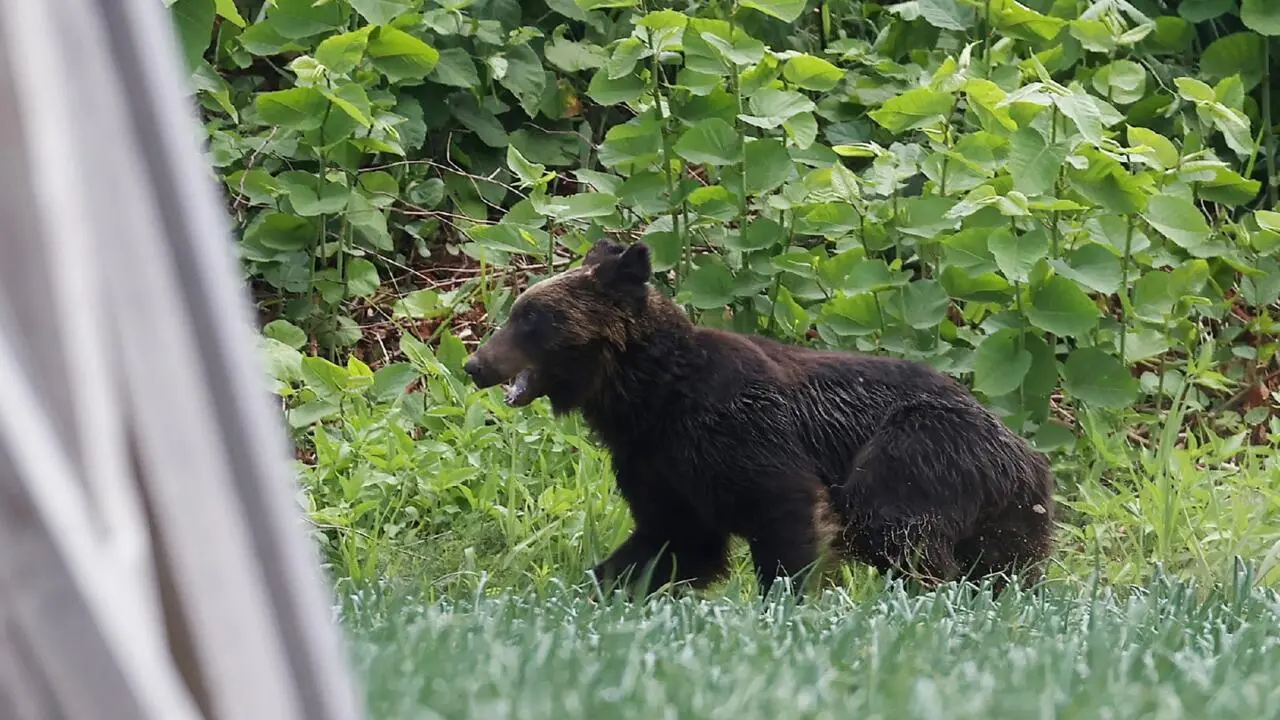 Japan cabinet approves 'emergency' urban bear shootings