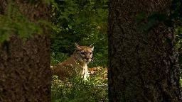 Cougars are ambushing and killing wolves—and no one knows why