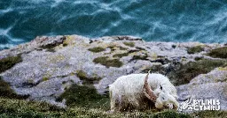 Goats in Llandudno: ‘Please drive carefully’