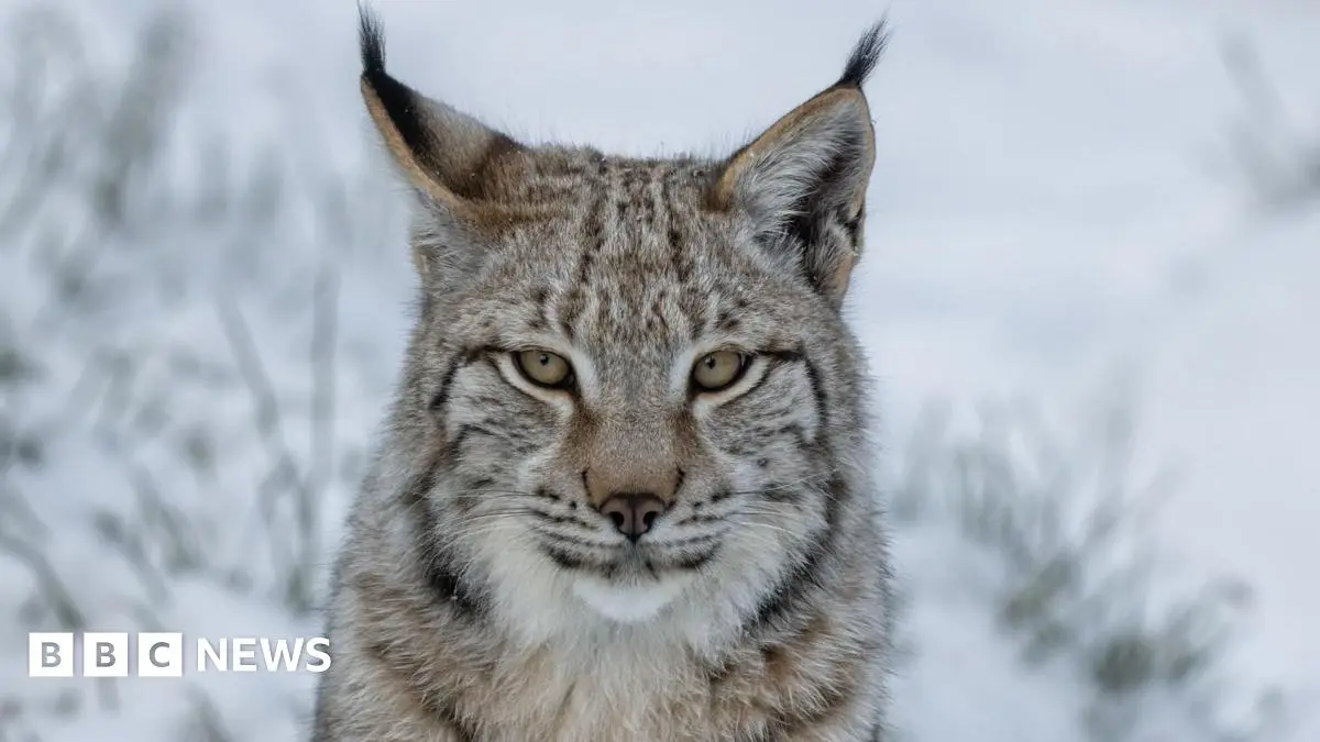 John Swinney rules out reintroduction of lynx to Scotland