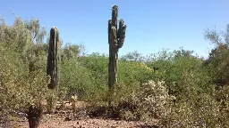 Phoenix's record heat is killing off cactuses | CNN