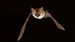 Fledermäuse: Wichtig, bedroht - aber wenig beachtet