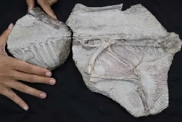 World's newest dinosaur found in Kalasin