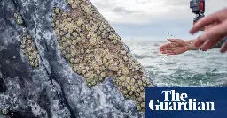 Grey whales seen seeking human help to remove parasites