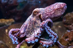 What's the function of the Octopus brain?
