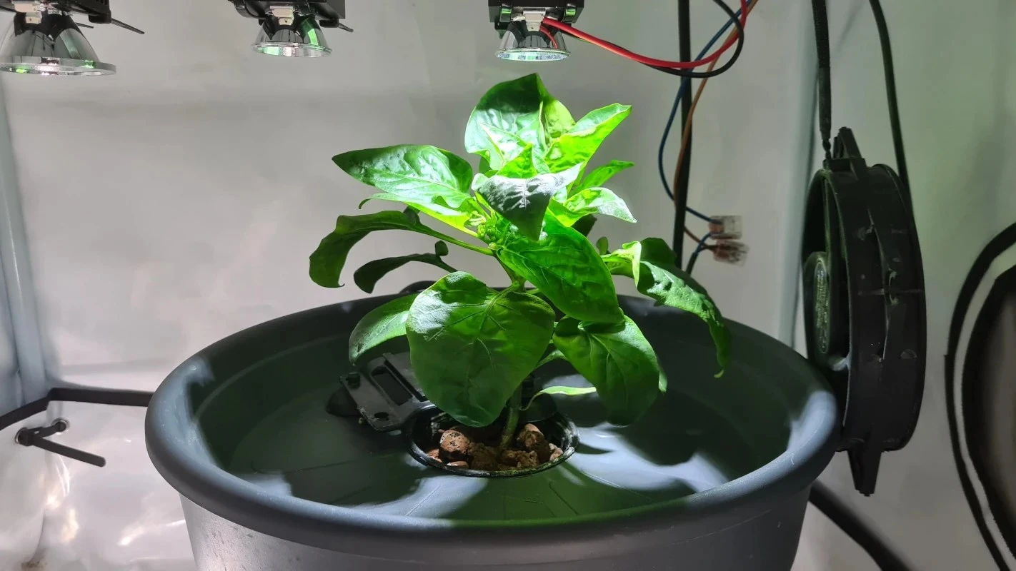 A Single-Watt Hydroponic Lighting System