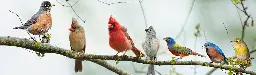 A Third of North America’s Birds Have Vanished