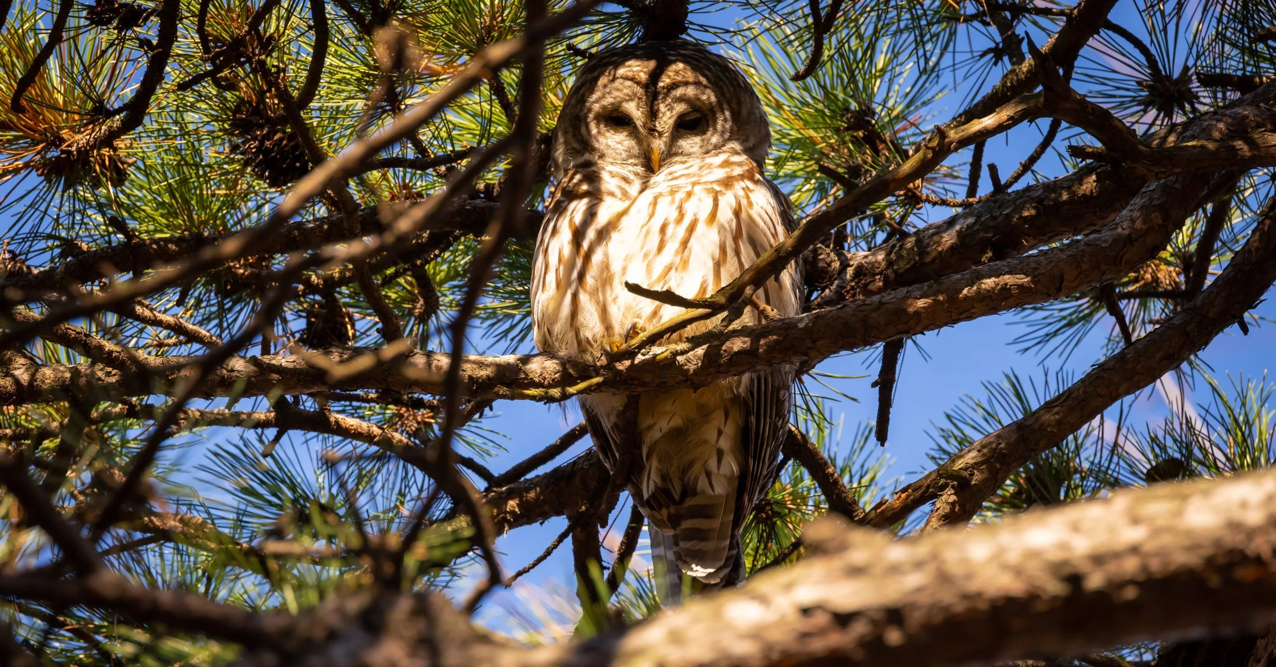 Animal Rights Groups Legally Challenge Plan to Kill American Owls to Save West Coast Owls