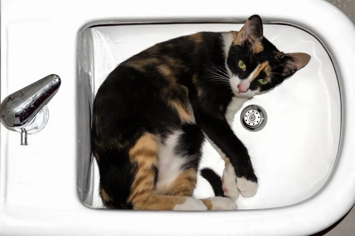 Are Cats Actually Liquid?